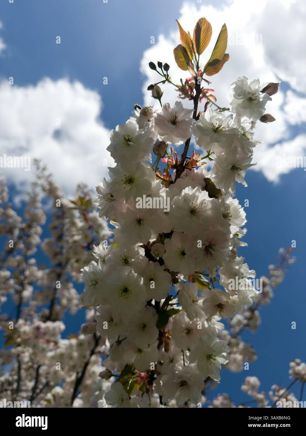 Kirschblüten blühen unter strahlend blauem Himmel und symbolisieren Erneuerung und saisonale Schönheit. Hochauflösendes Bild, perfekt für naturbezogene Projekte. Conce - Smartphone-aufgenommenes Stockfoto