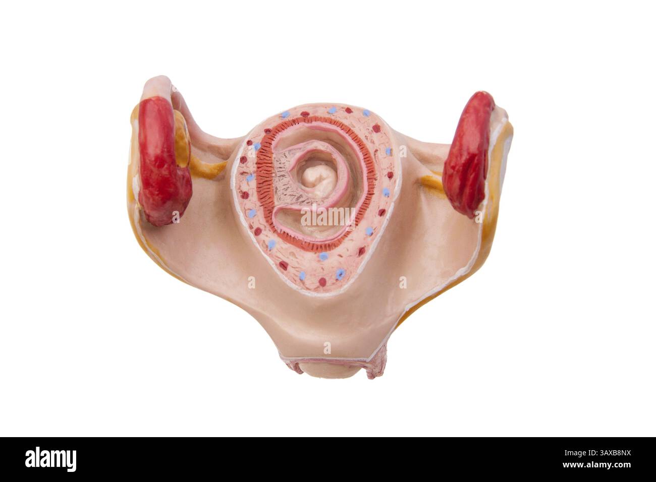 Medizinisches Modell eines Fetus in der Gebärmutter - isoliertes medizinisches Modell eines Fetus in der Gebärmutter - isoliert Stockfoto