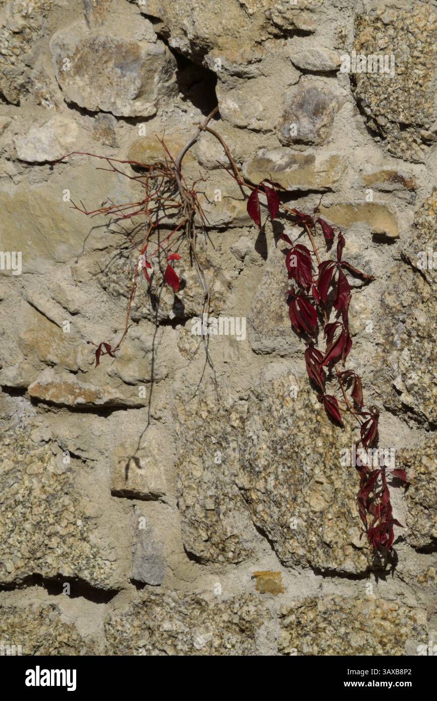 Wilde Rebe wächst aus einer Steinmauer Stockfoto