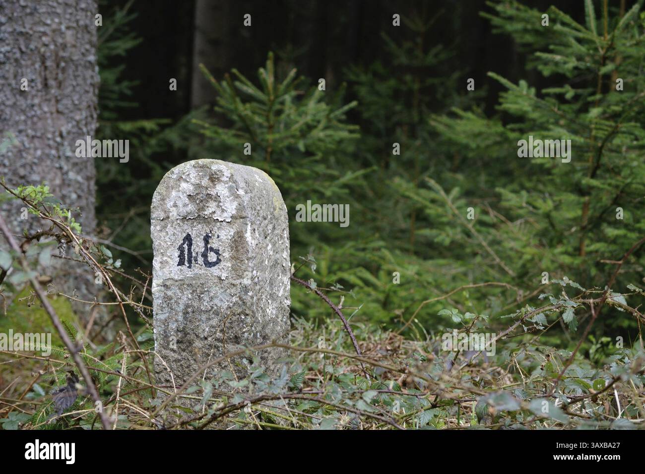 Alter Grenzstein mitten im Wald Stockfoto