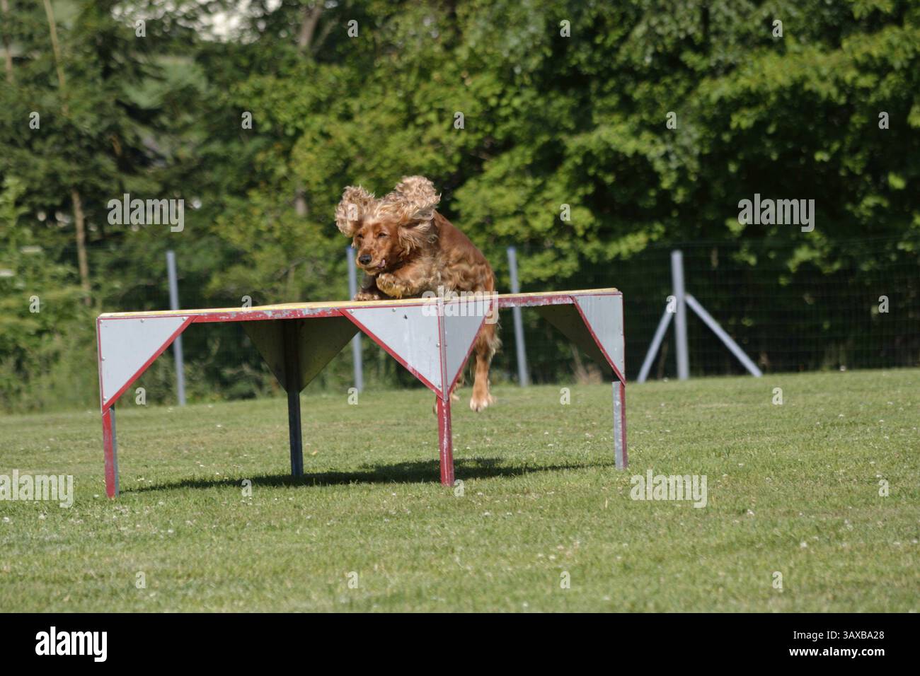 Ein brauner Cocker Spaniel springt energisch auf eine Hundeplattform Stockfoto