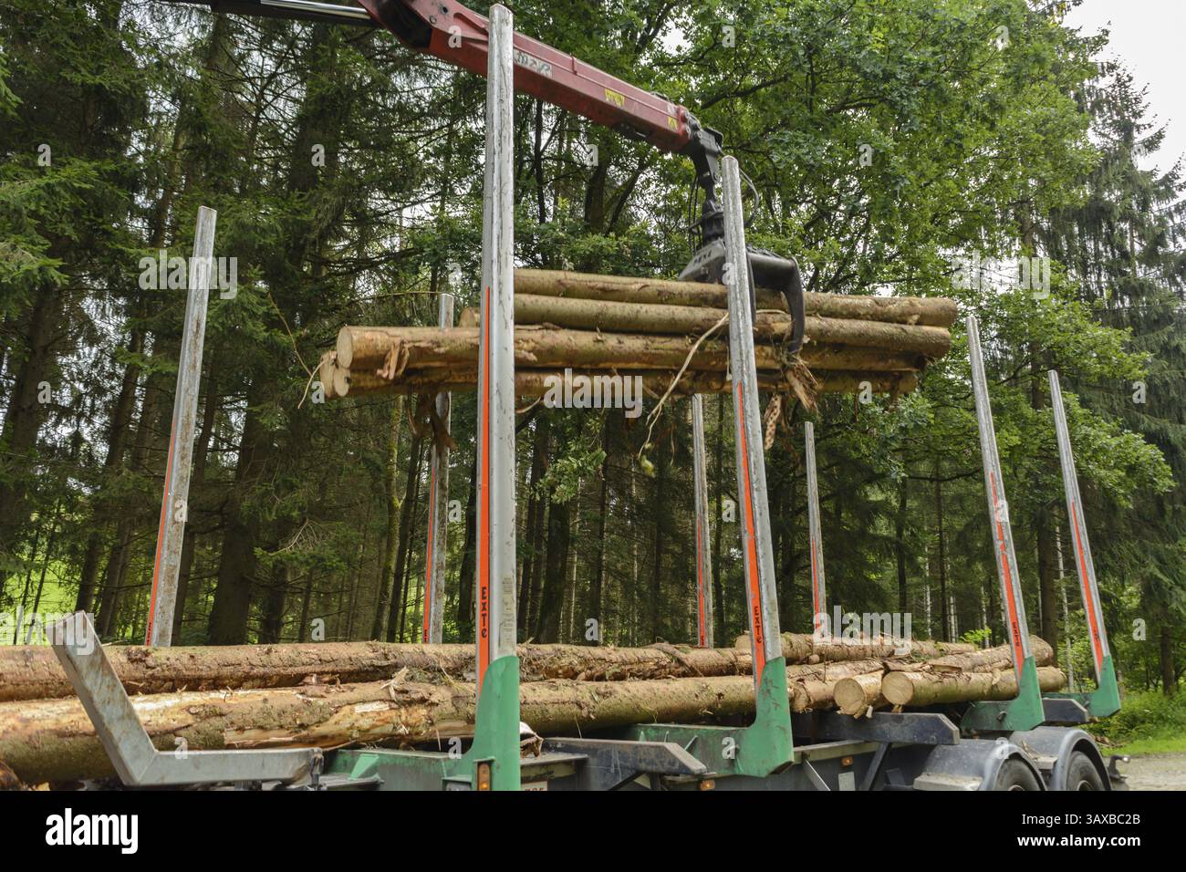 Baumstämme werden mit einem Kran auf Holztransporter geladen – Baumstämme Stockfoto