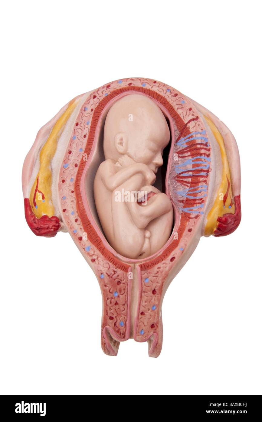 Medizinisches Modell eines Fetus im Gebärmutterleib - Freisteller Stockfoto