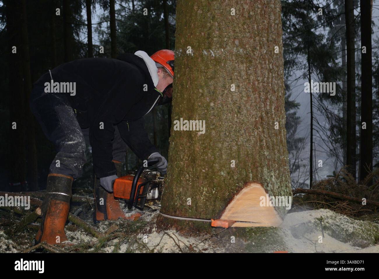 Der Forstwirt schneidet den Baum mit der Motorsäge ab Stockfoto
