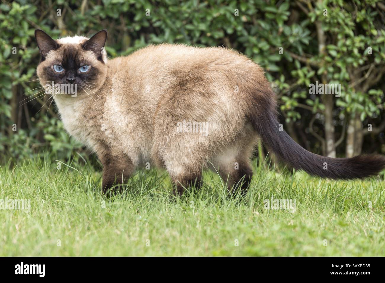 Schöne Ragdoll Katze mit blauen Augen steht aufmerksam im grünen Gras Stockfoto