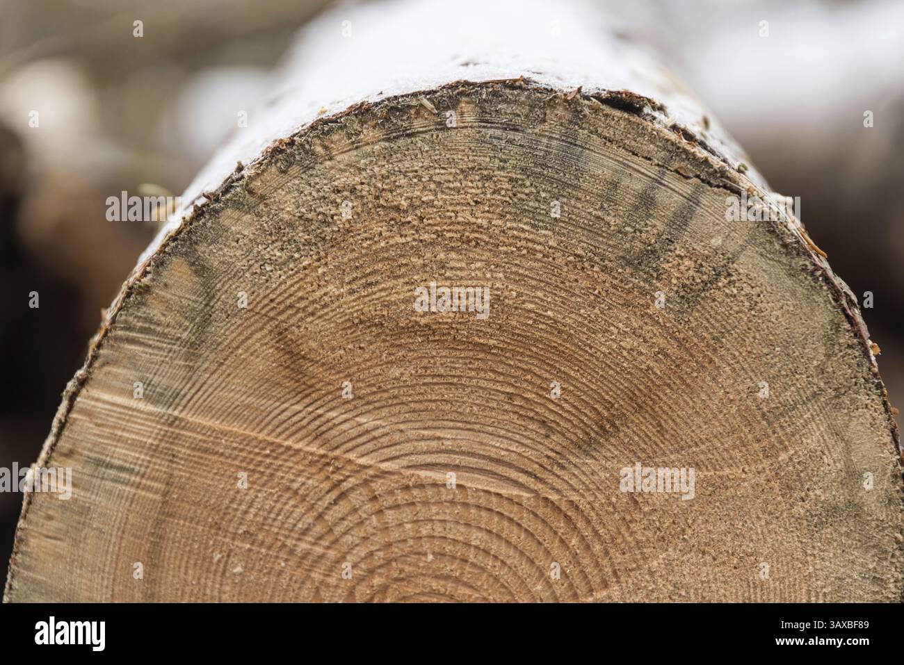 Nahaufnahme einer sauberen Schnittfläche eines geschnittenen Nadelholzes mit Jahresringen Stockfoto