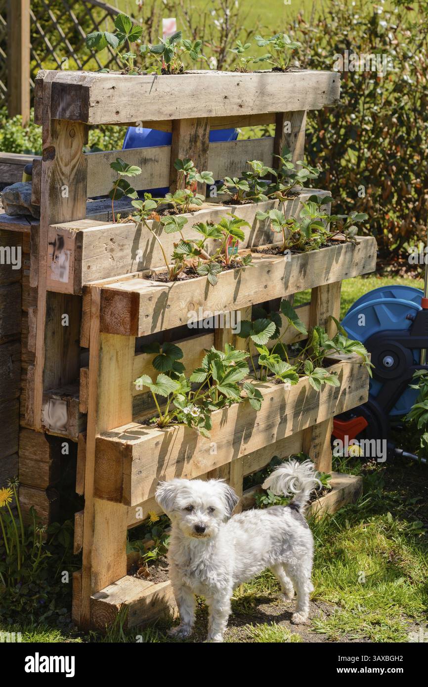 Upcycling von Holzpalette - Blumenksten mit Erdbeeren Stockfotografie -  Alamy