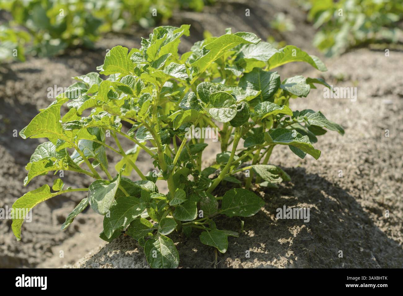Die Kartoffelpflanze auf einer Plantage scheint im Licht der Sonne Stockfoto
