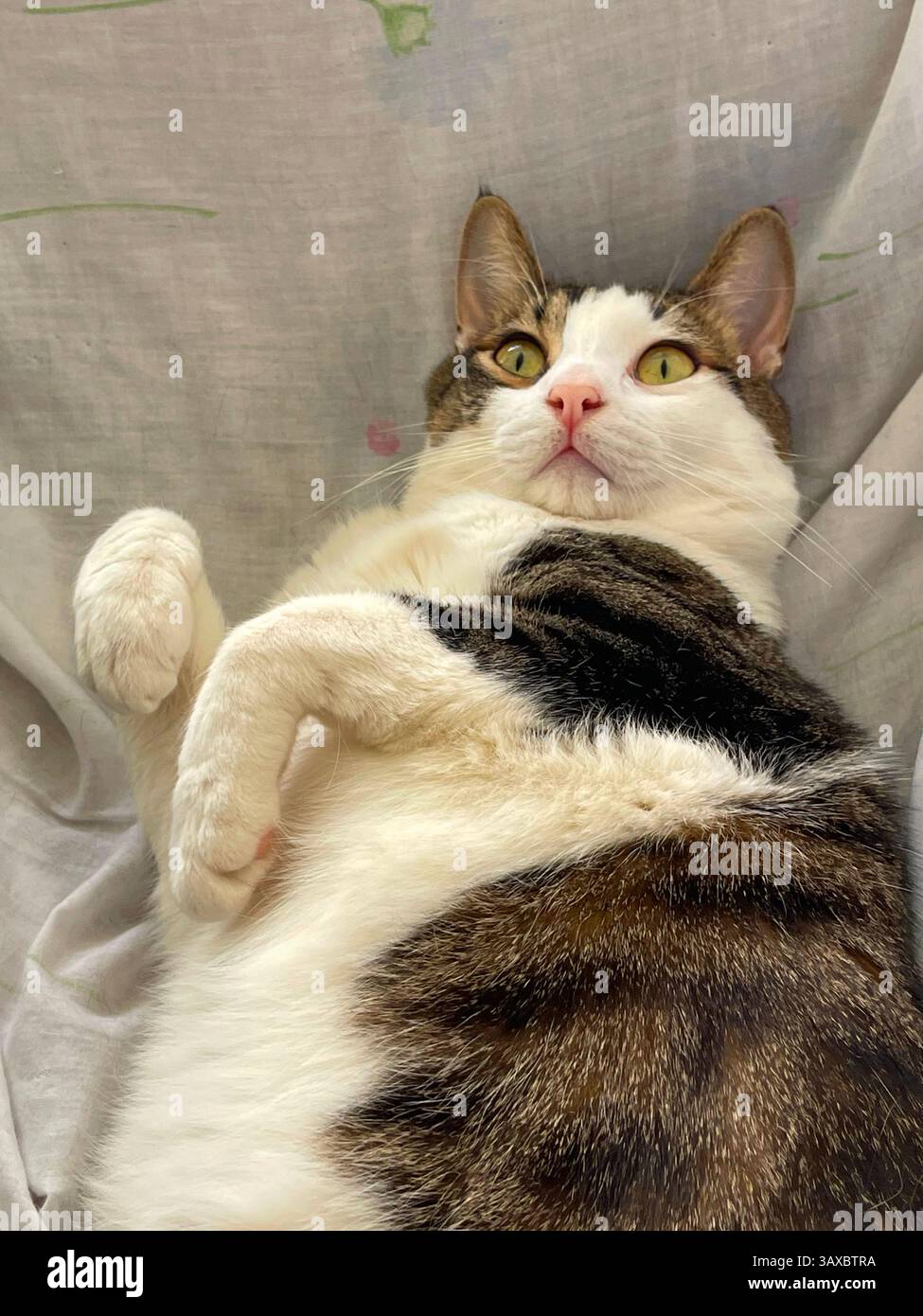 Gestromte und weiße Katze liegend drehen Schildkröte - Smartphone-aufgenommenes Stockfoto