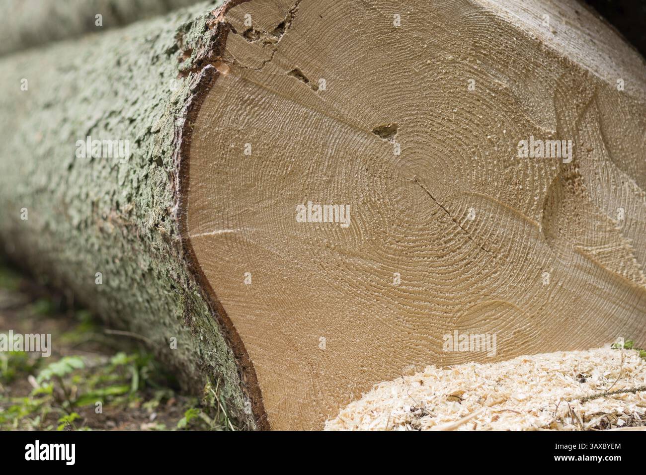 Jahresringe von gefälltem Baumstamm auf Schnittfläche, Österreich, Europa Stockfoto
