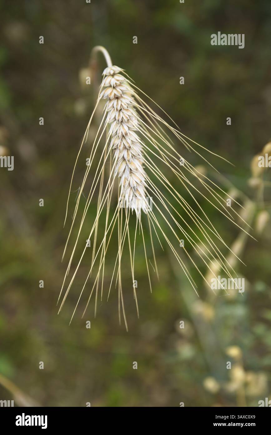 Getreidetriticale im Getreidefeld vor der Ernte - Getreideeinzug, Nahaufnahme Stockfoto