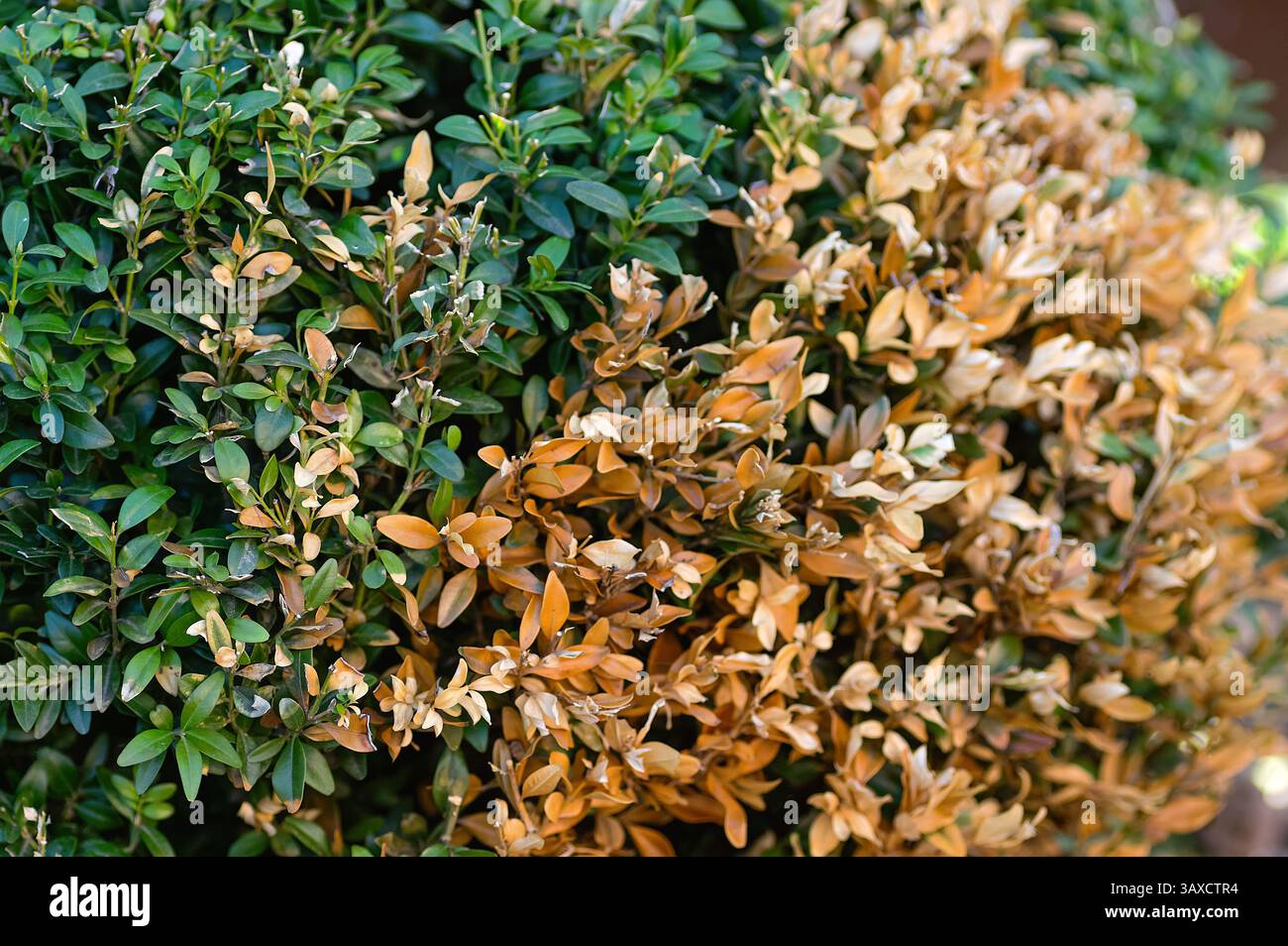 Buchsbaumstrauch mit grünen und braunen Blättern, deutliche Anzeichen von Krankheit und Schädlingsschäden im Garten. Nahaufnahme hebt den Kontrast zwischen gesund hervor Stockfoto