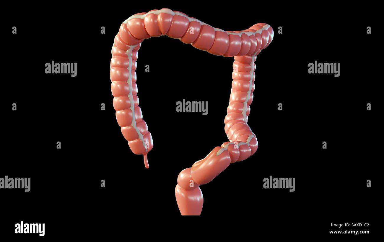 Ein 3D-Rendering des menschlichen Dickdarms oder Dickdarms. Eine klare anatomische Darstellung der Kolonstruktur und seiner allgemeinen Ausrichtung. Stockfoto