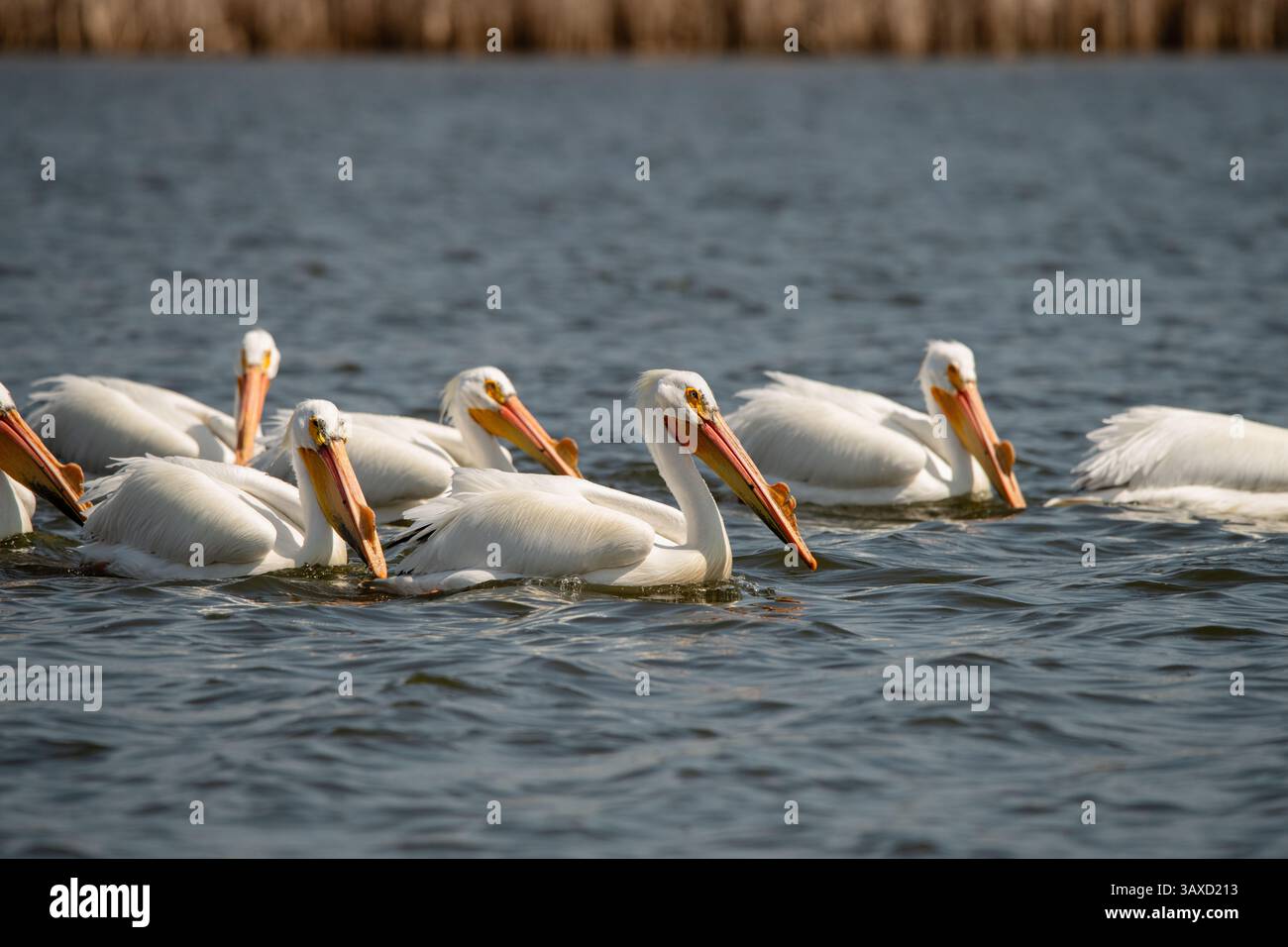 Pelikanvögel mit Karunkelhörnern während der Brutsaison Stockfoto