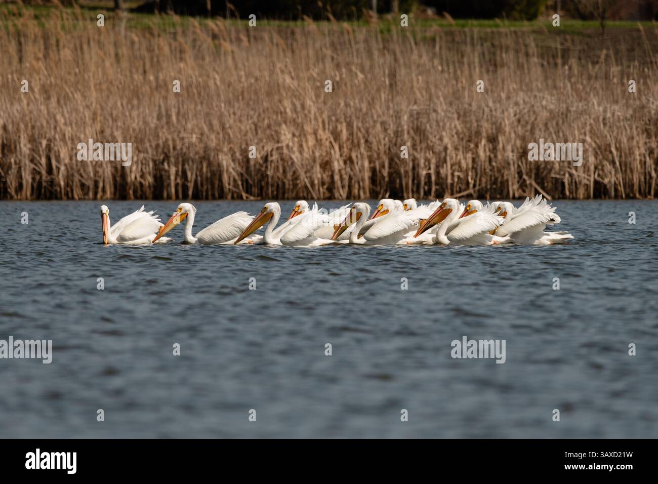 Pelikanherde, die im See im Norden von Illinois schwimmen Stockfoto