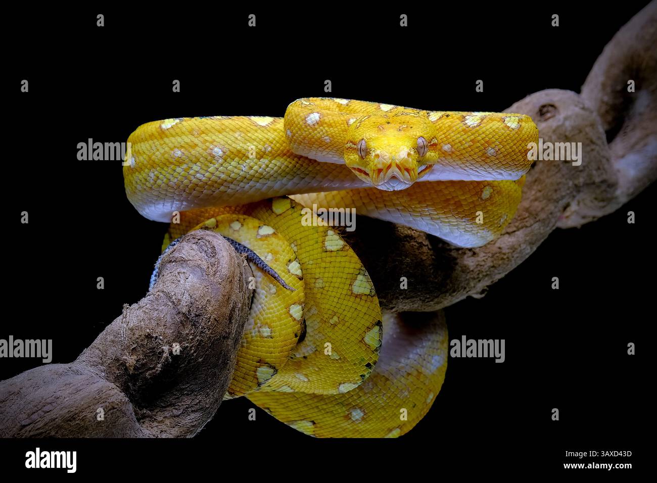 Nahaufnahme Viper Schlange nicht den Ast Stockfoto