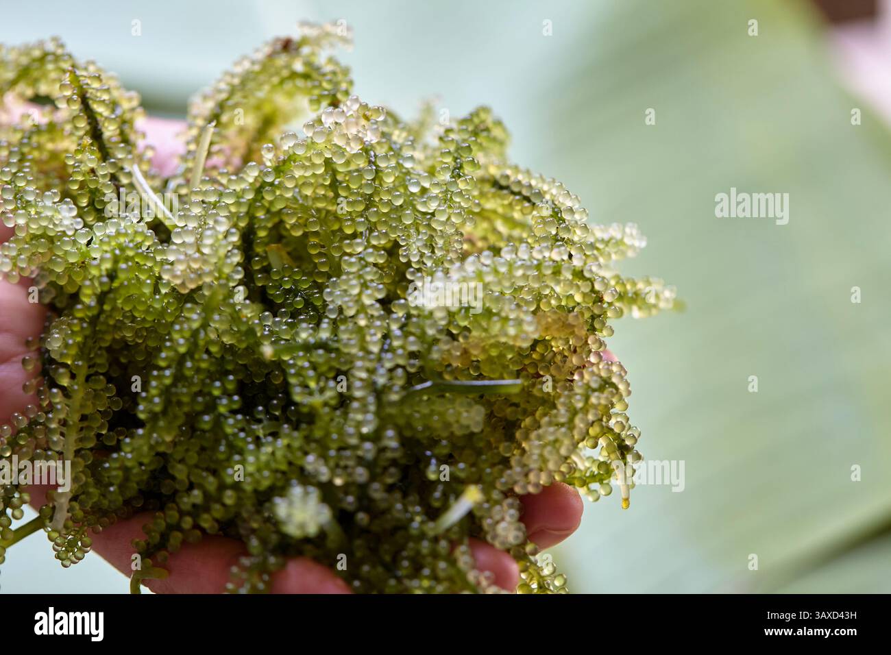 Gekürzte handgehaltene Seetrauben Stockfoto