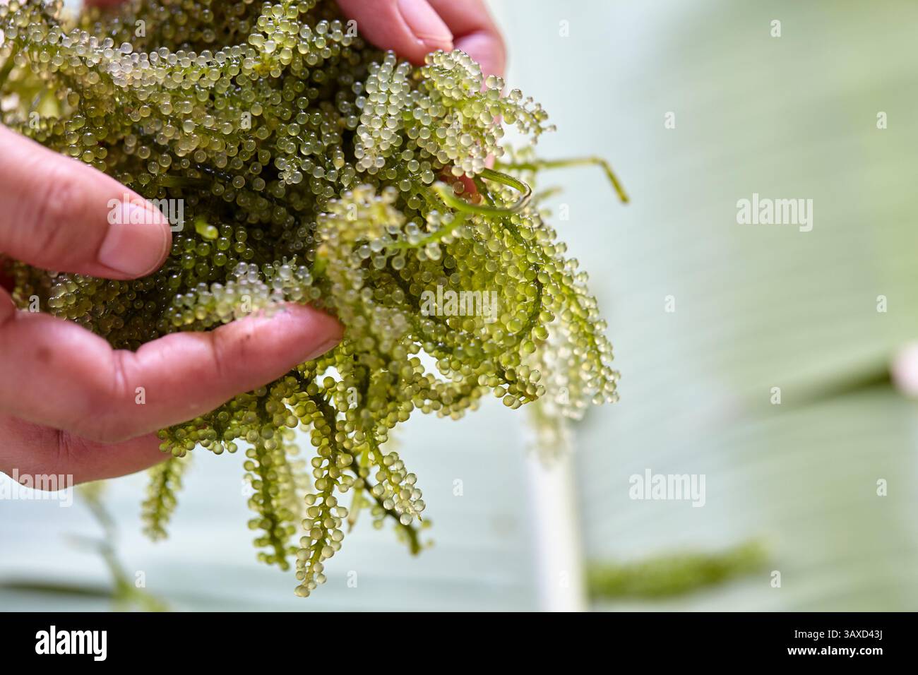 Gekürzte handgehaltene Seetrauben Stockfoto