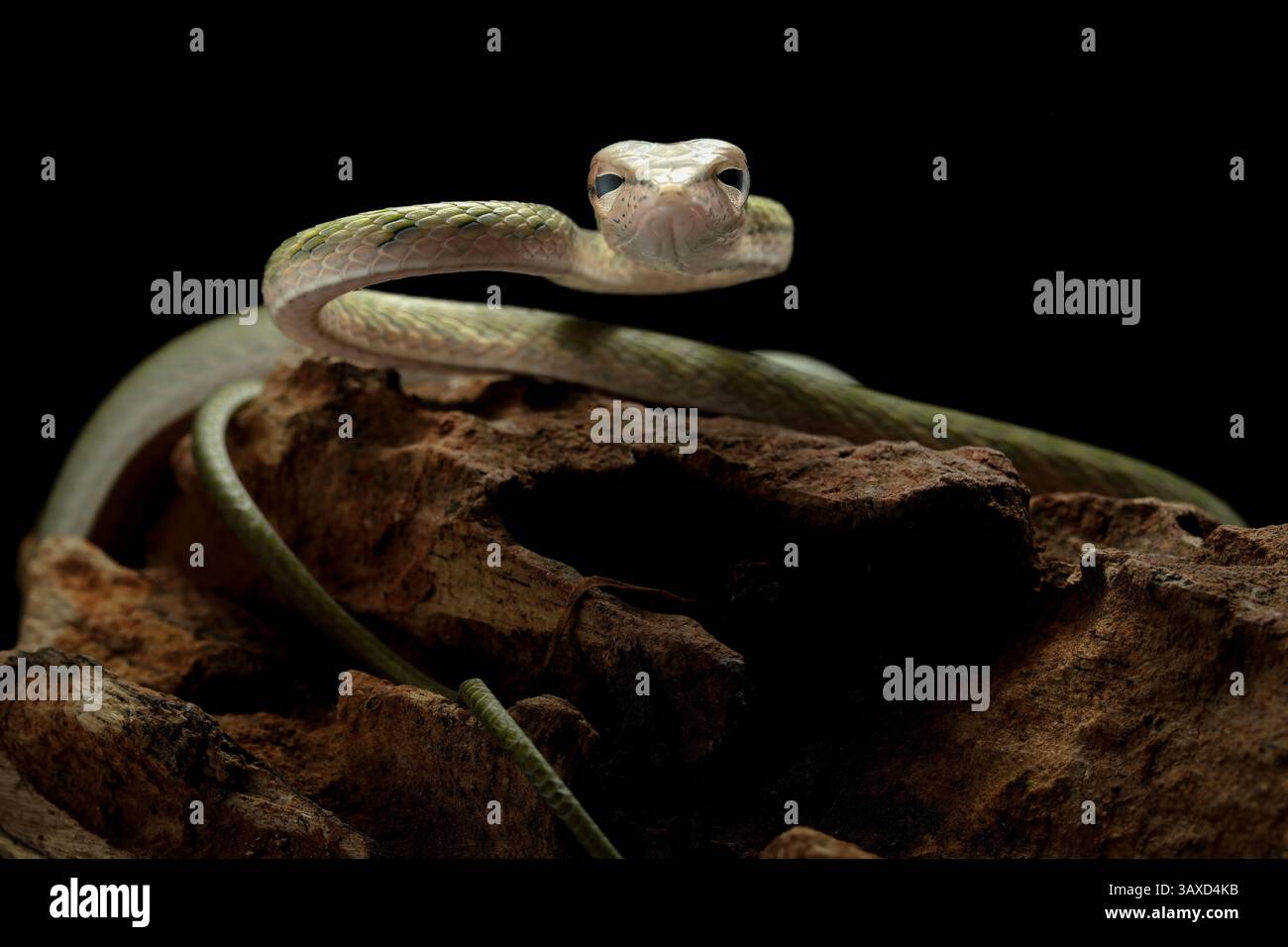 Ahaetulla prasina (Ahaetulla prasina) ist eine Schlangenart Stockfoto