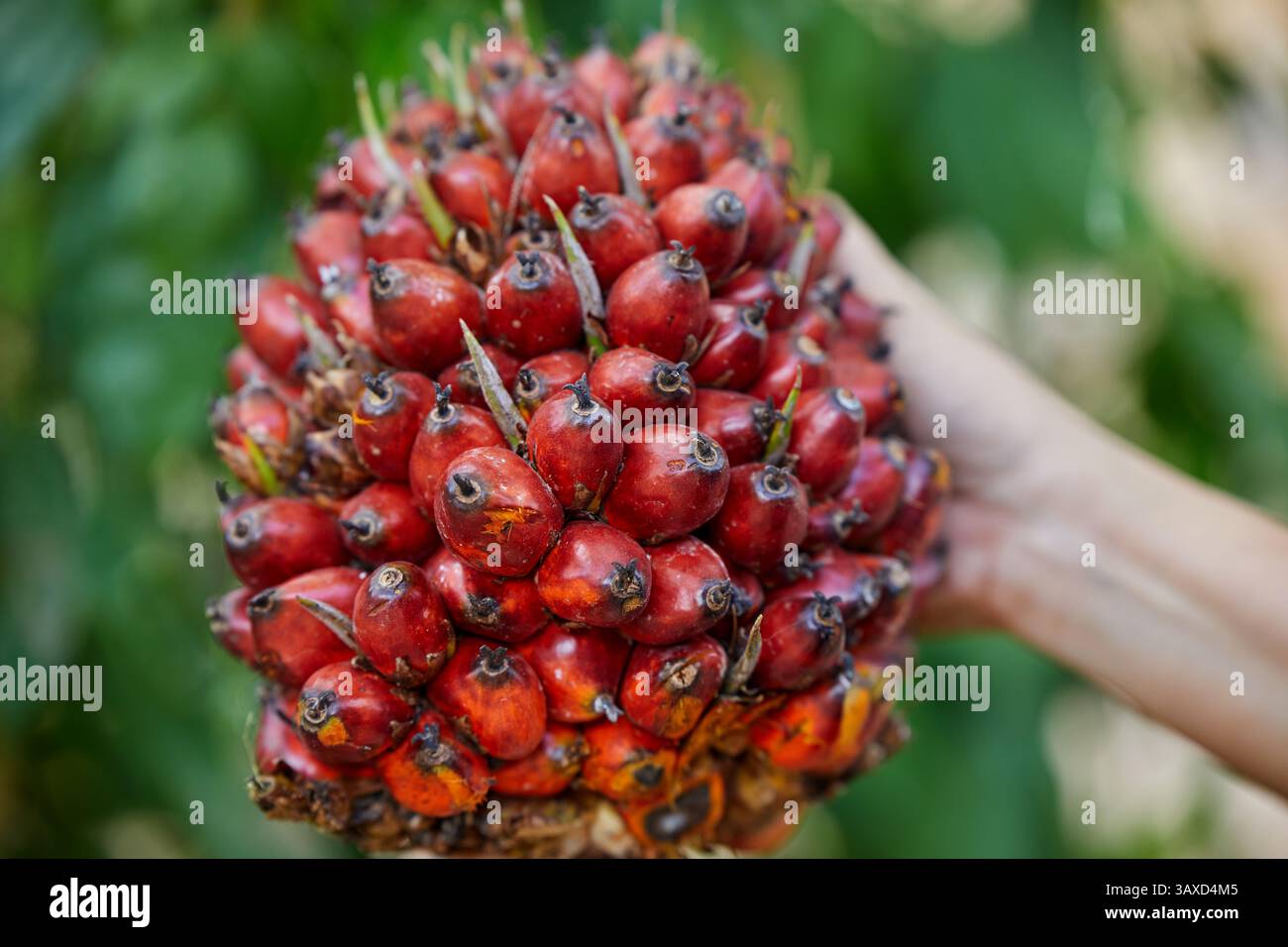 Gekürzte Hand, die reife Palmölsamen hält Stockfoto