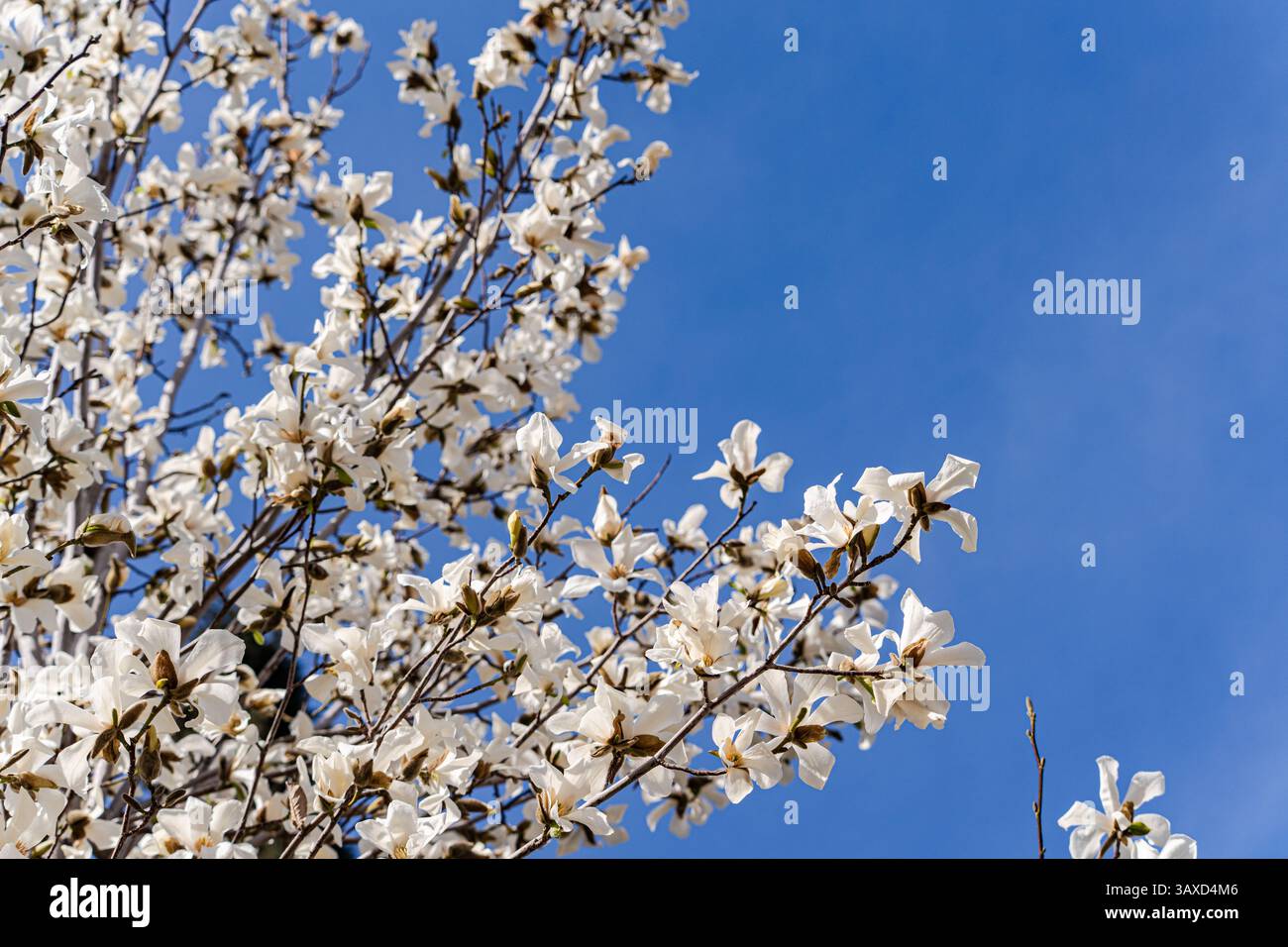 Blühender weißer Magnolienbaum im Frühlingspark Stockfoto