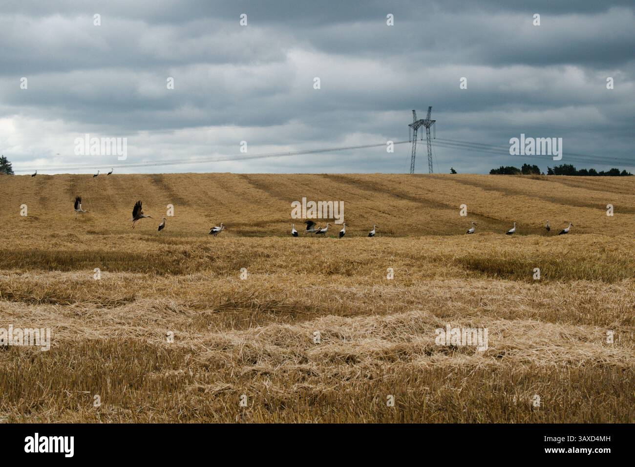 Eine Gruppe Störche auf einem Bauernhof Stockfoto