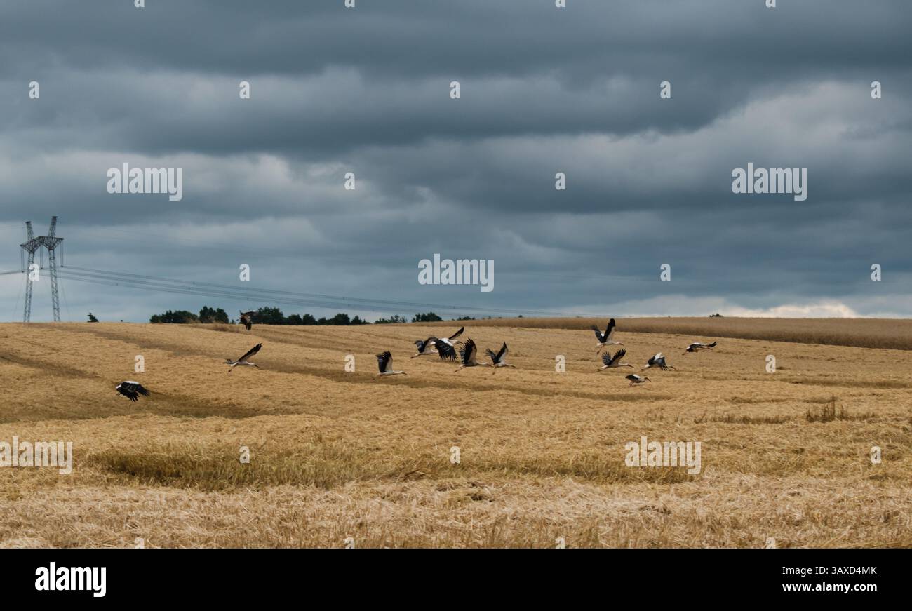 Eine Gruppe von Vögeln auf einem Feld. Störche fliegen in einen Sturm Stockfoto