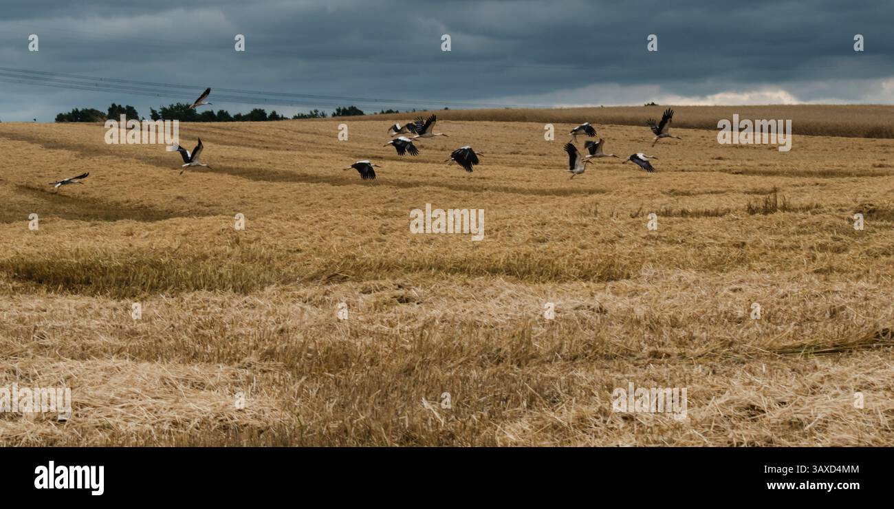 Eine Gruppe von Vögeln auf einem Feld. Störche fliegen in einen Sturm Stockfoto