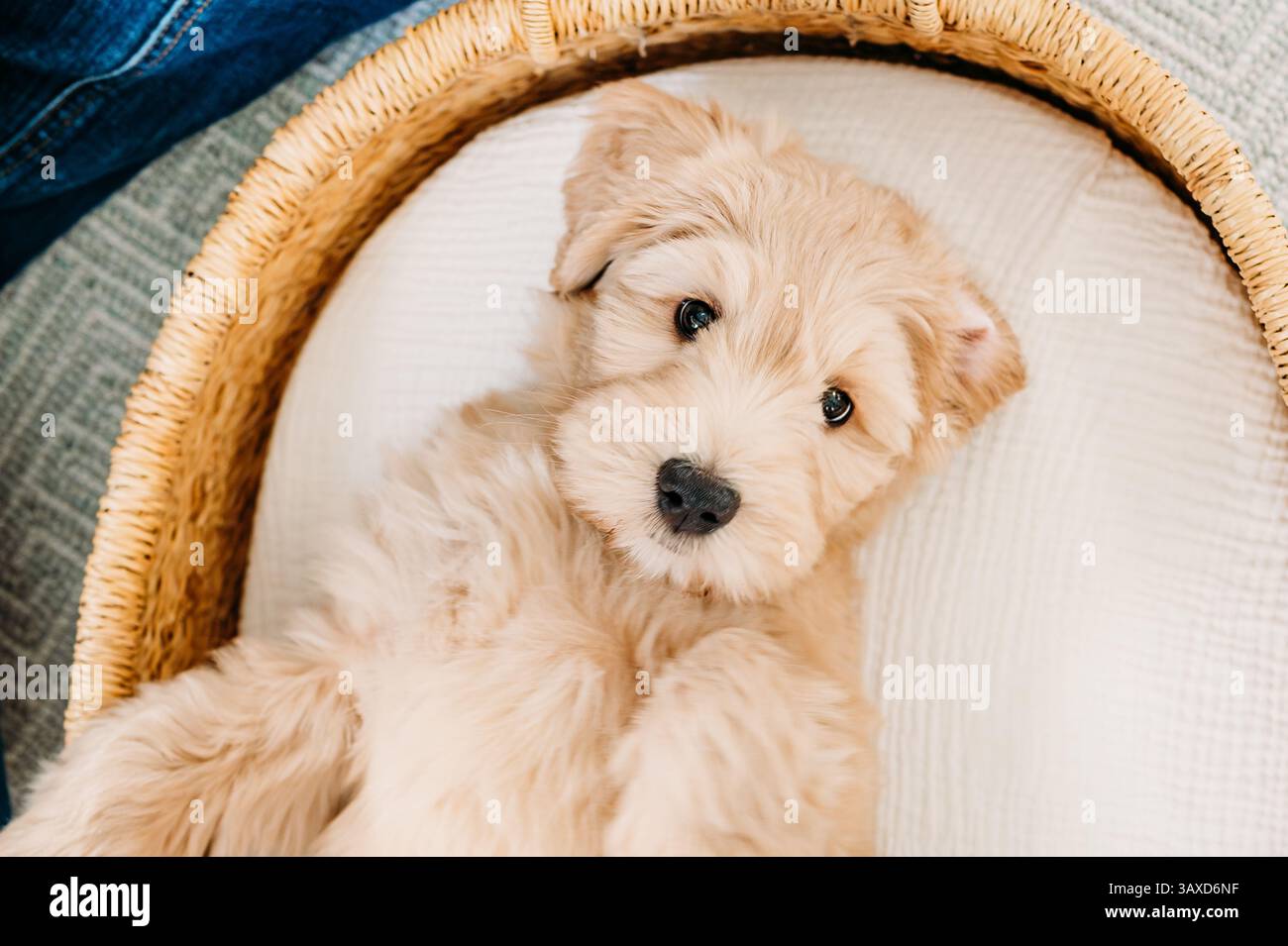 Flauschiger Welpe, der in einem Korb auf einer weichen weißen Decke liegt. Stockfoto