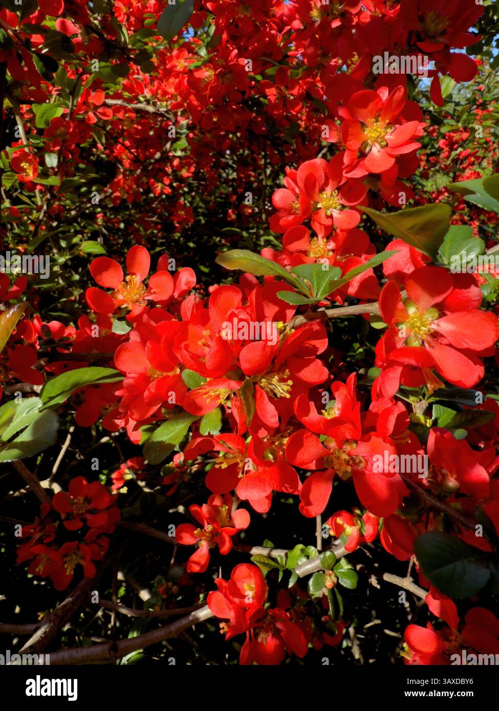 Rote Blumen Magnolien blühen auf saftig grünen Zweigen unter hellblauem Himmel und schaffen eine malerische Naturszene. Ideal für botanische Themen, Gartenarbeit Stockfoto