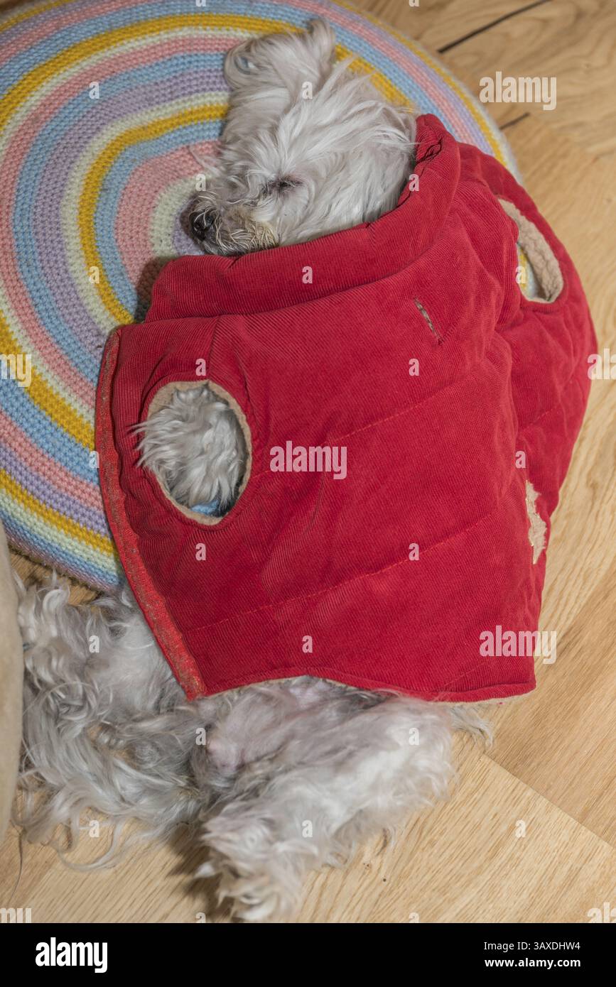 Kleiner weißer Hund, der auf Kissen schläft - Havanese Stockfoto