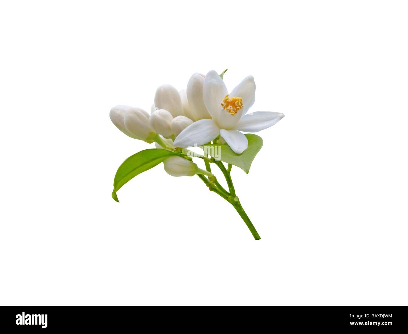 Ein Haufen weißer Orangenblüten mit gelben Staubblättern, Blättern und Knospen auf weißem Hintergrund. Citrus sinensis blühende Pflanze. Wunderschönes Nerol Stockfoto