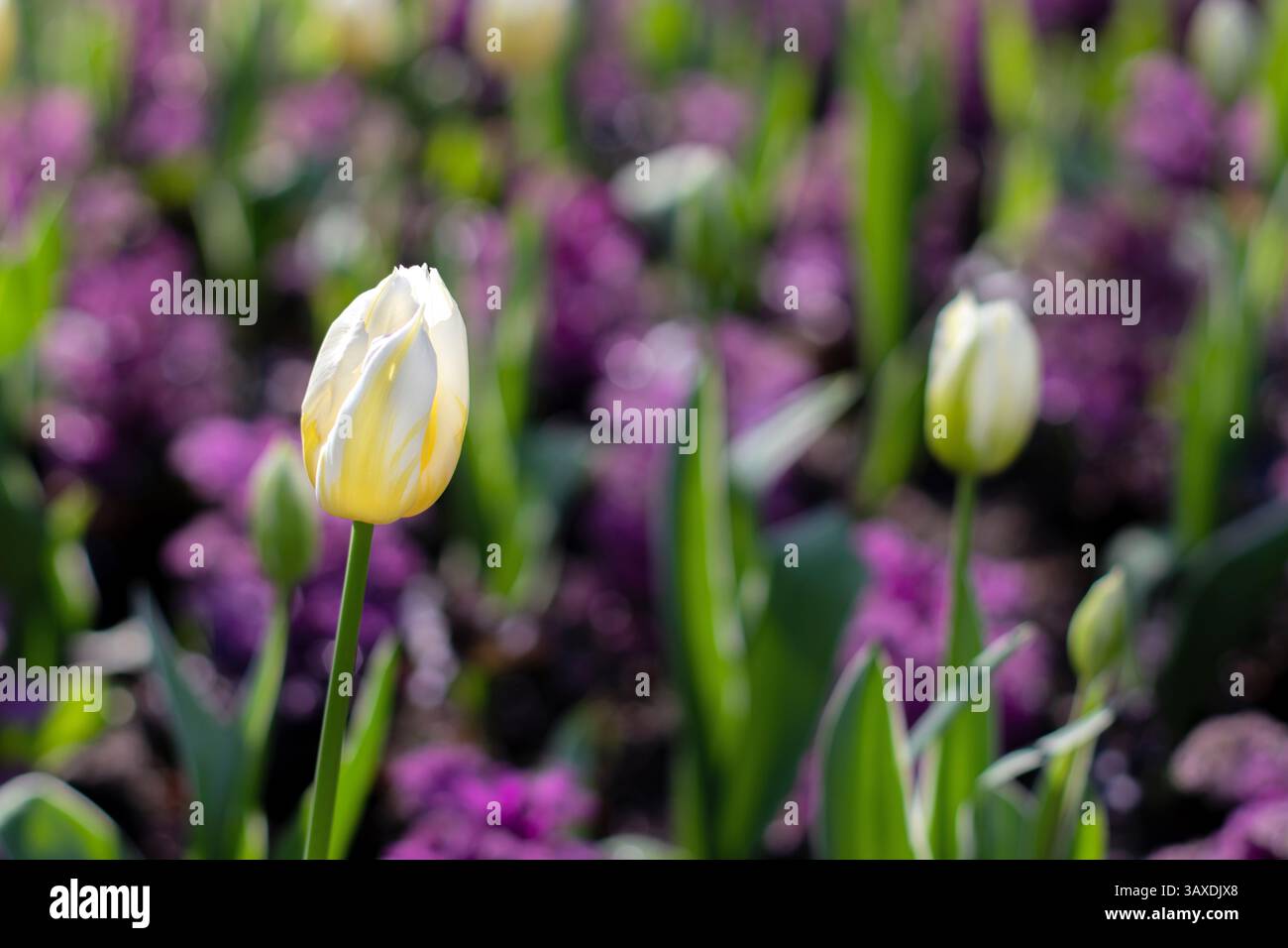 Gelbe Tulpen und Knospen auf dem violetten Blumenbeet. Frühlingszwiebelpflanze im sonnigen Garten. Schönheit in der Natur. Selektiver Fokus floraler Ba Stockfoto