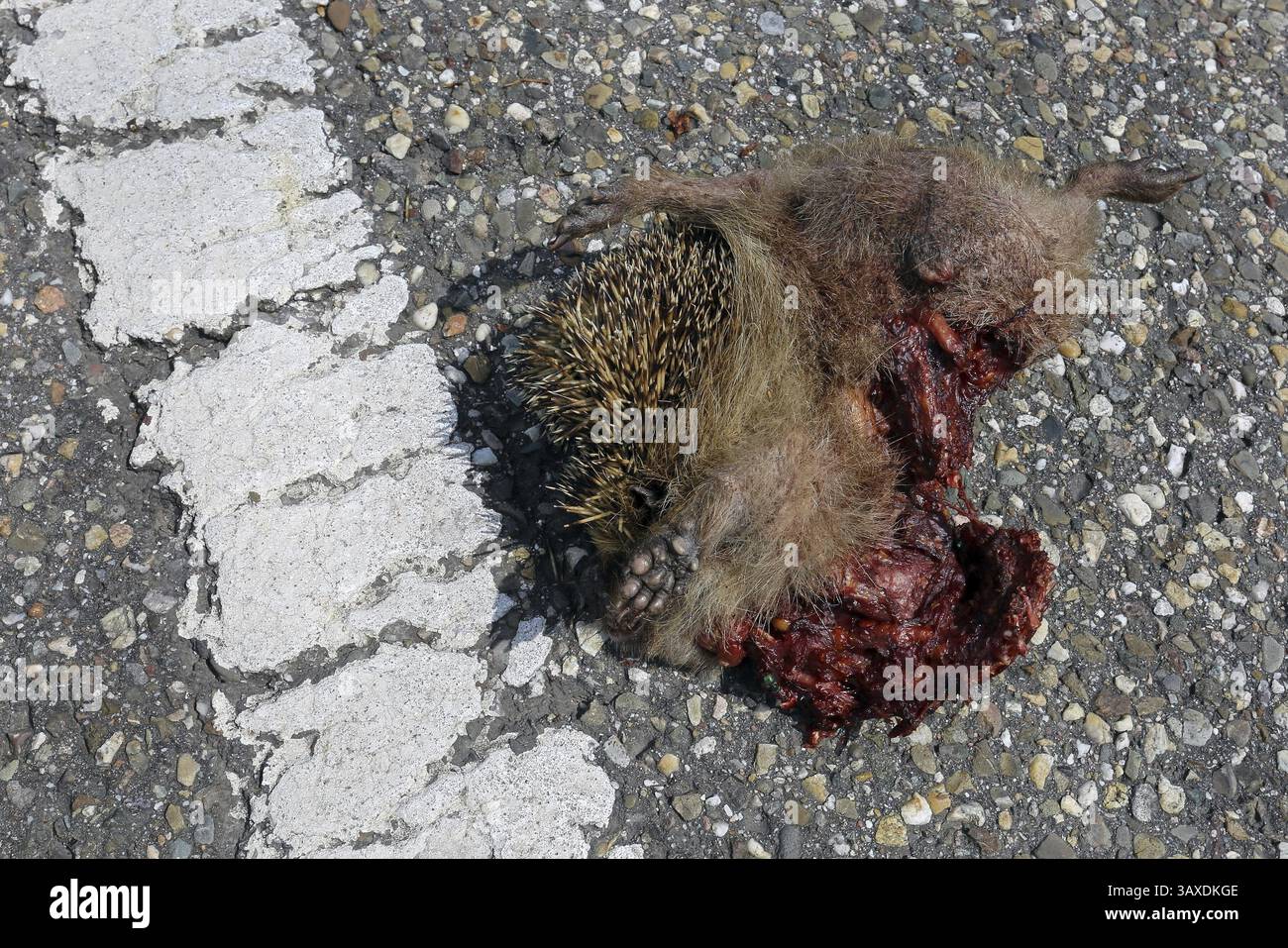 Tote Igel Stockfoto