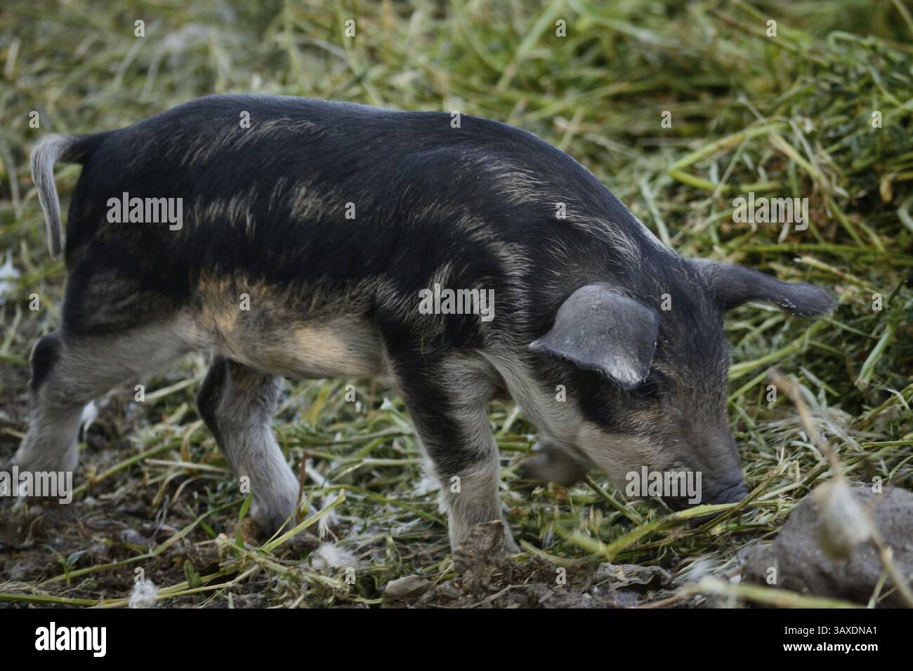 Mangalitza-Schwein, Ferkel der ungarischen Schweinerrasse Stockfoto