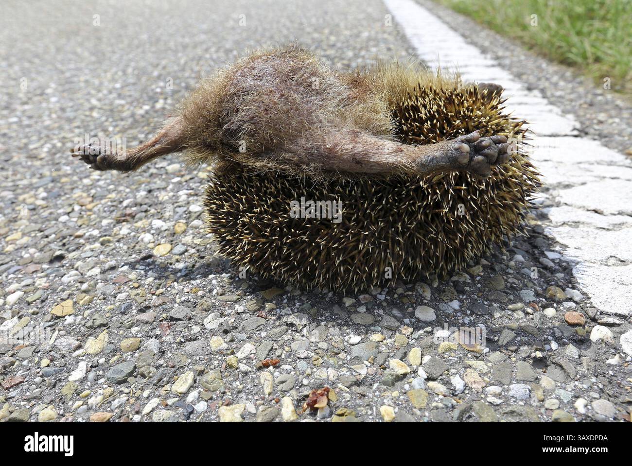 Tote Igel Stockfoto