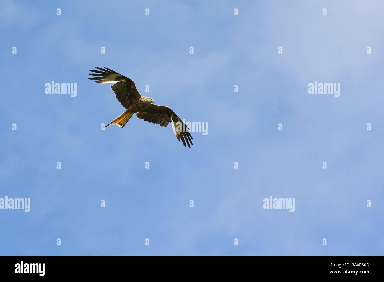 Der Rote Drache Milvus milvus ist im Flug über den Brecon Beacons National Park in Wales. Stockfoto