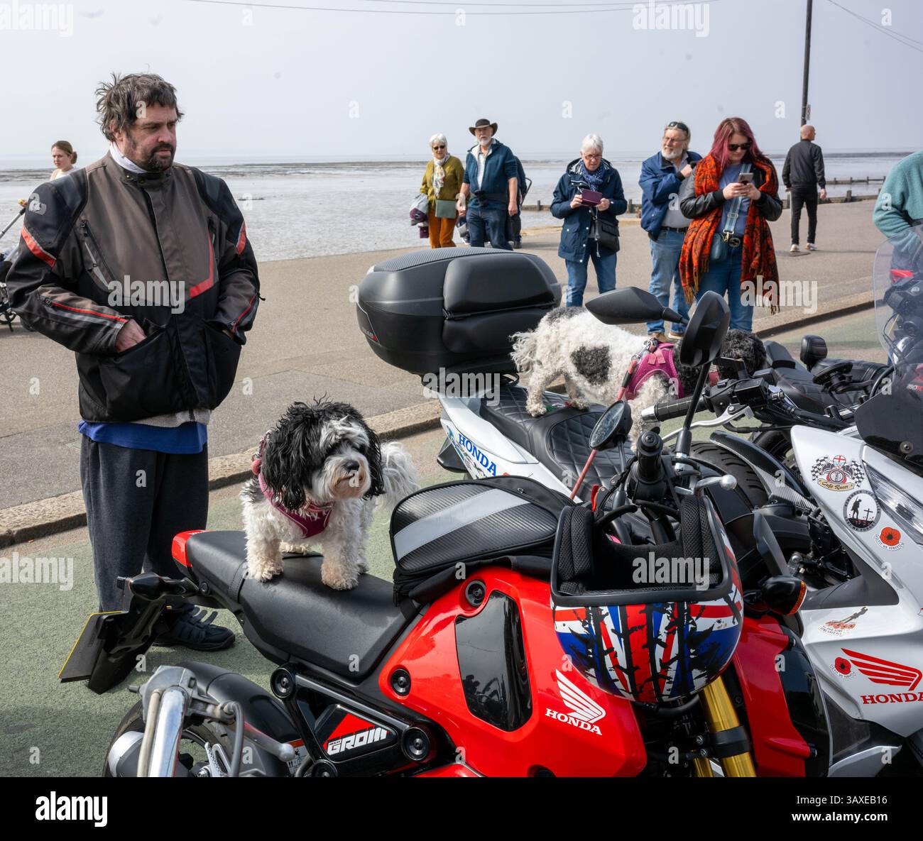 Southend Essex 21. April 2025 Southend Shakedown ist ein legendäres Motorradevent am Meer, das Tausende von Motorradfahrern und -Enthusiasten an die Küste von Southend bringt. Quelle: Ian Davidson/Alamy Live News Stockfoto