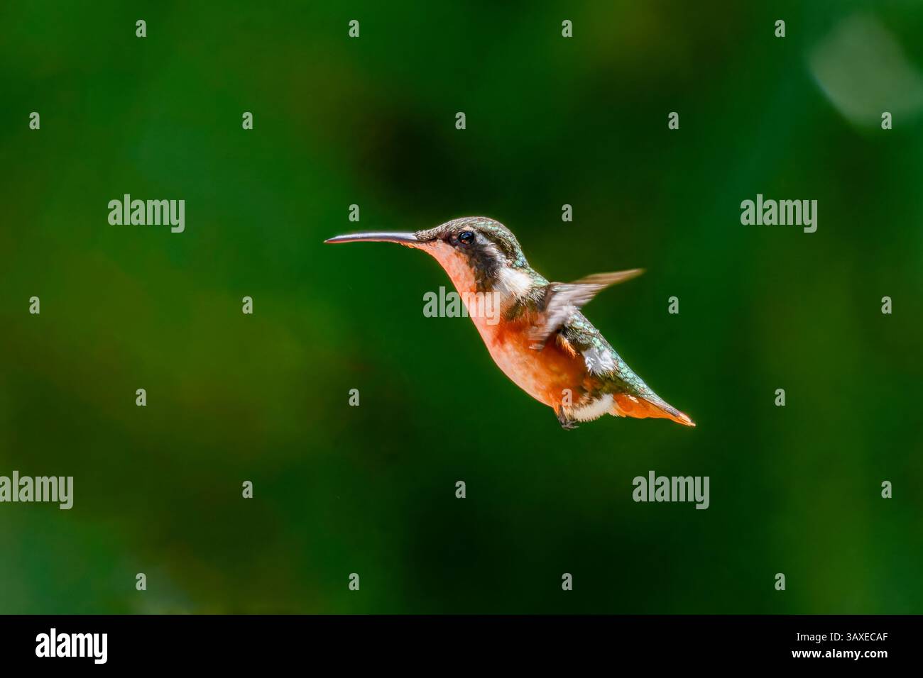 Eine Weibchen, Chaetocercus mulsant, im Flug im Hochland des westlichen Kolumbiens. Dieser kleine Kolibri ist eine der Hummeln Stockfoto
