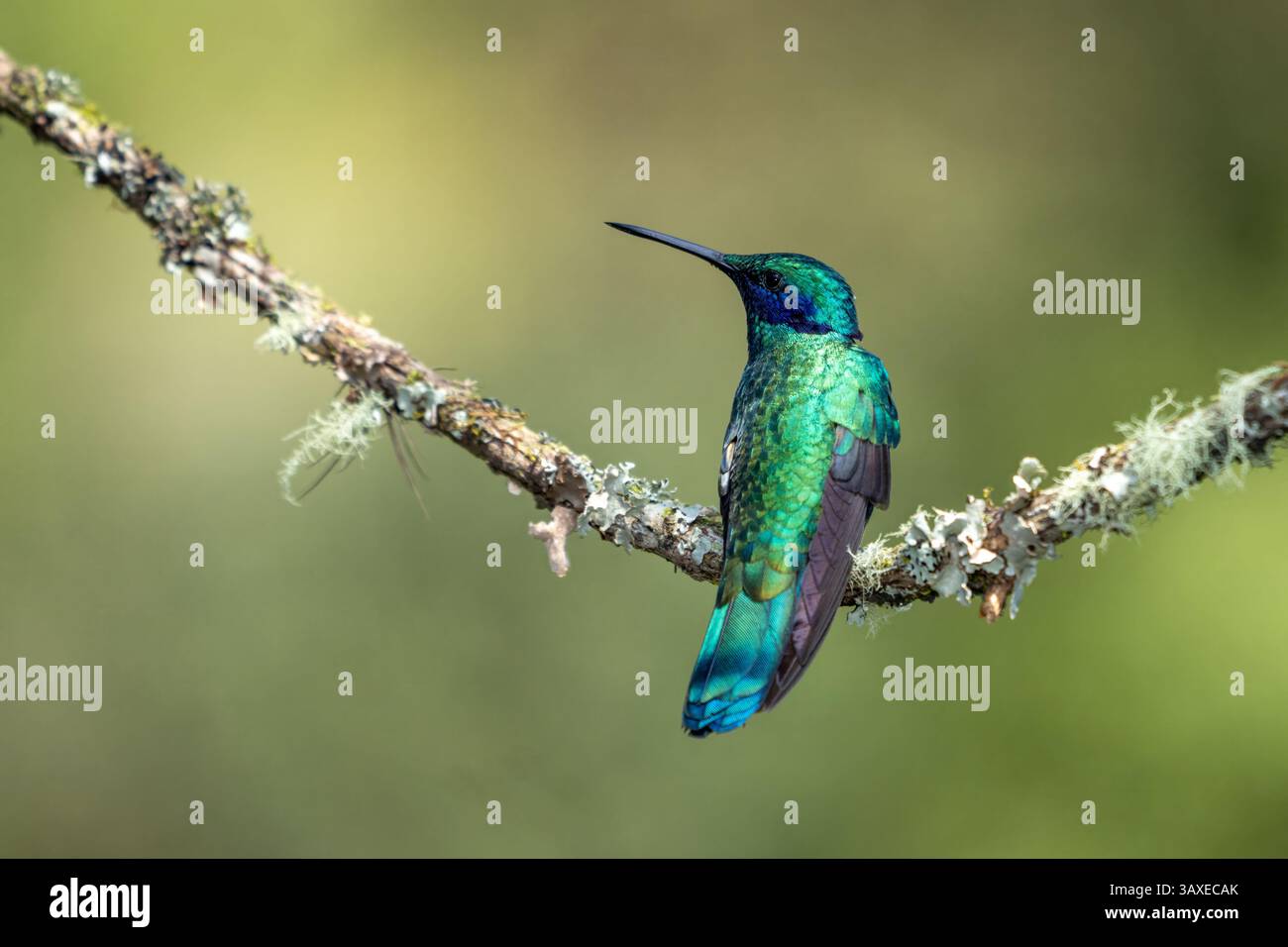 Ein funkelndes Violetear, Colibri Coruscans, thront auf einem Zweig im Hochland von Westkolumbien. Stockfoto