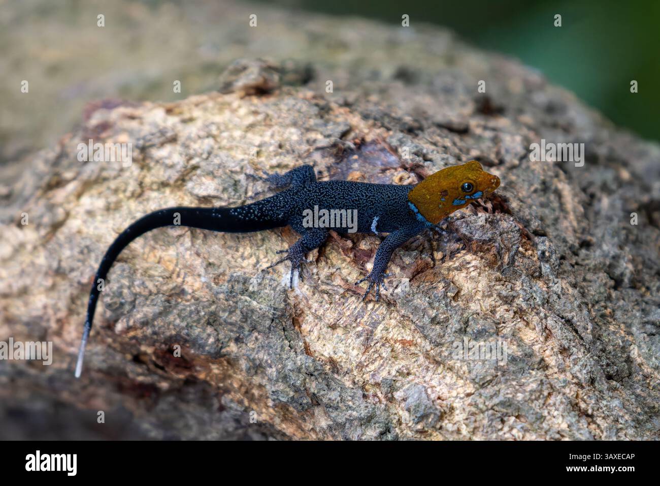 Ein männlicher gelbköpfiger Gecko - Gonatodes albogularis, auf einem Baumstamm im Sonso Lagoon Nature Reserve in Kolumbien. Stockfoto