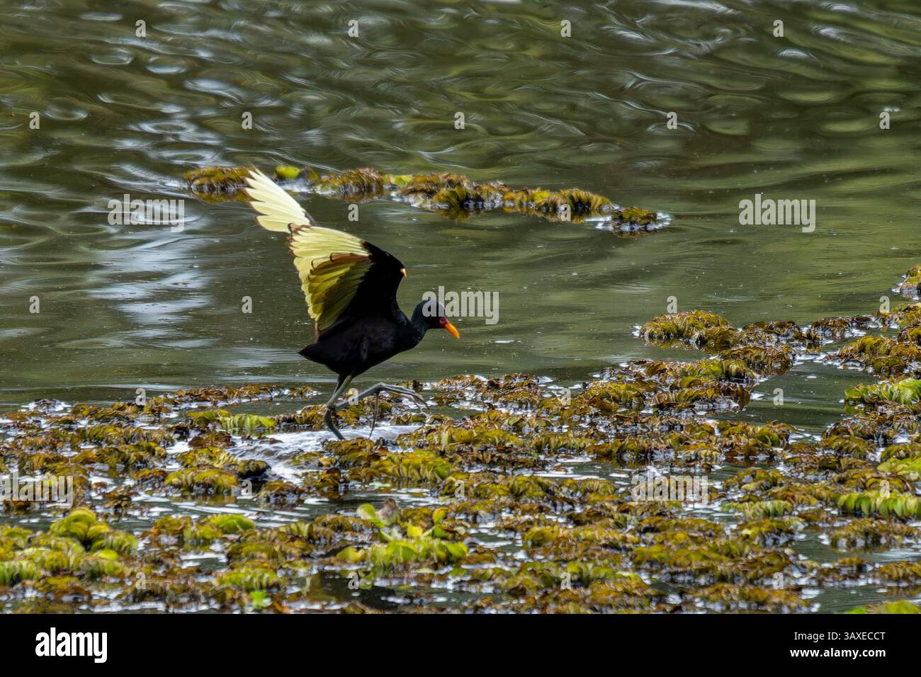 Ein Wattled Jacana, Jacana Jacana, spaziert auf der Wasserhyazinthe im Sonso Lagoon Nature Reserve in Kolumbien. Stockfoto