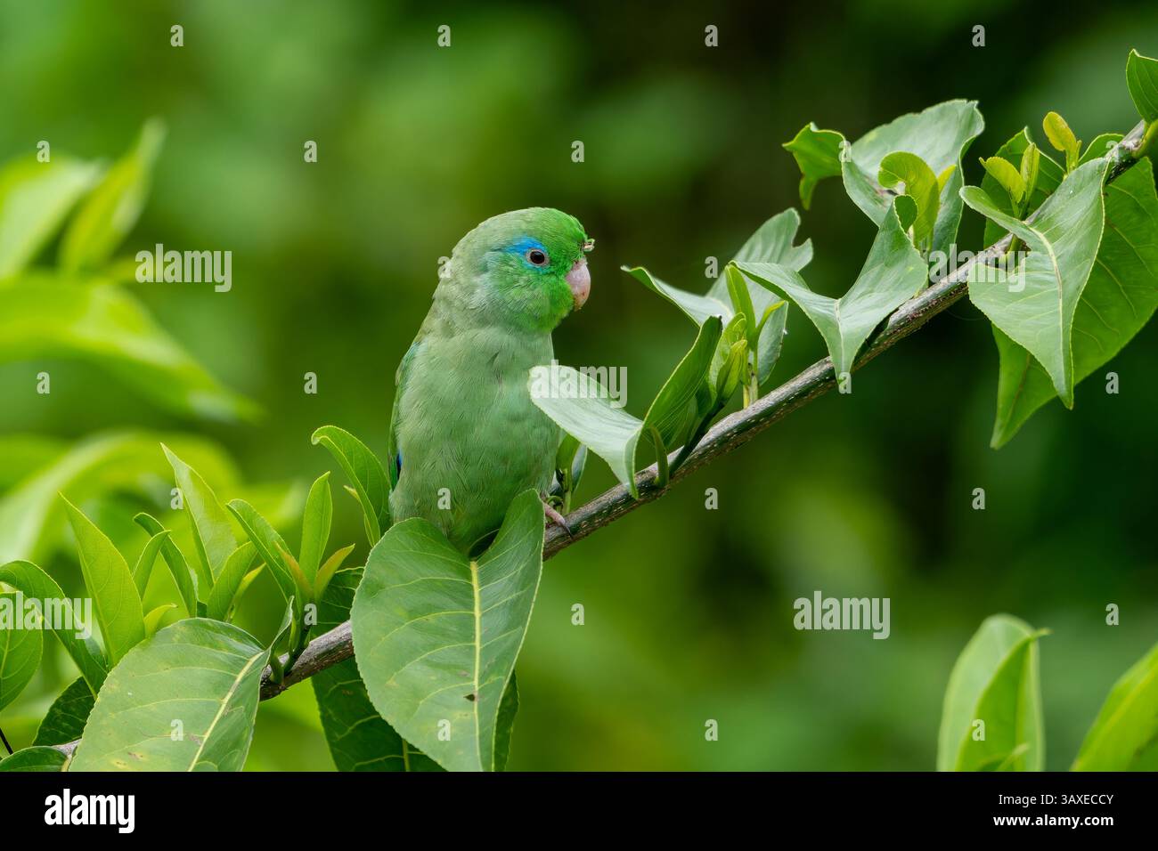 Ein männlicher Papageienpapageienpapageienpapageienpapageienpapageienpapageienpapageienpapageienpapageienpapageienpapageienpapageienpapageienvogel Stockfoto