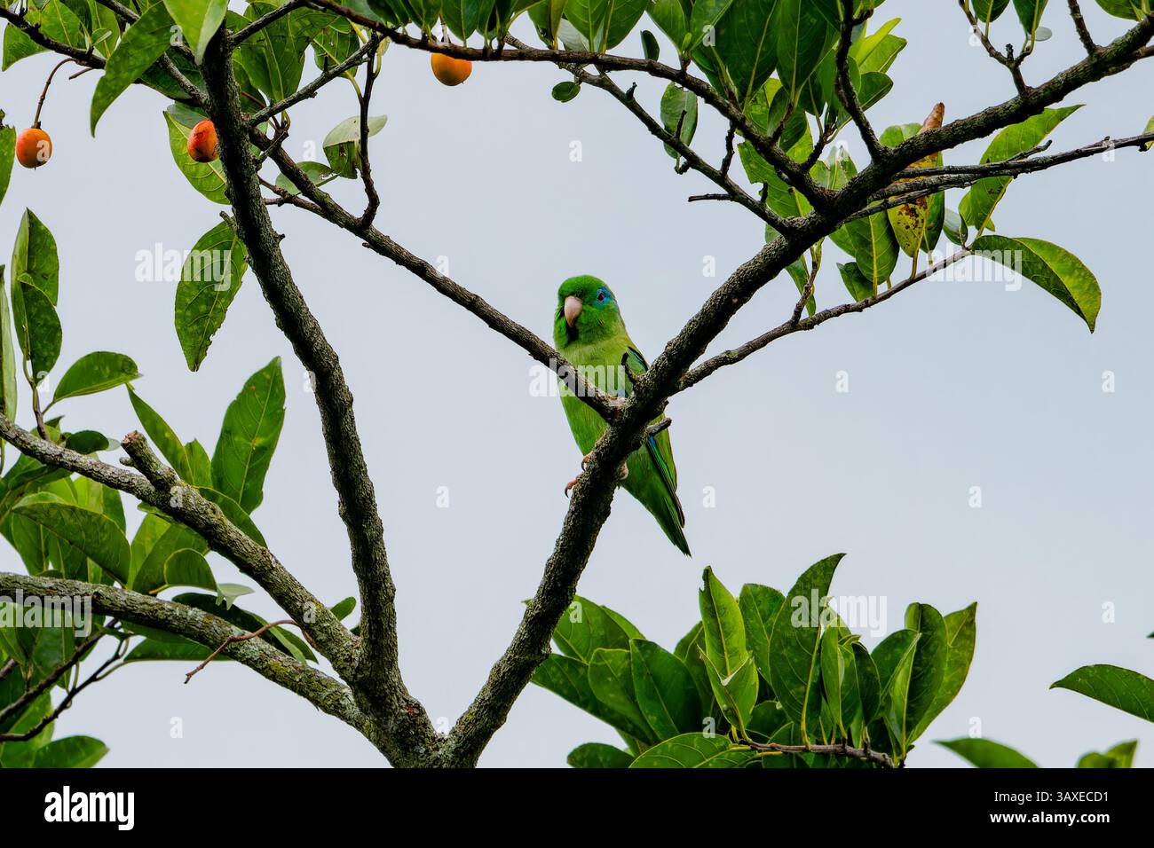 Ein männlicher Papageienpapageienpapageienpapageienpapageienpapageienpapageienpapageienpapageienpapageienpapageienpapageienpapageienpapageienvogel Stockfoto