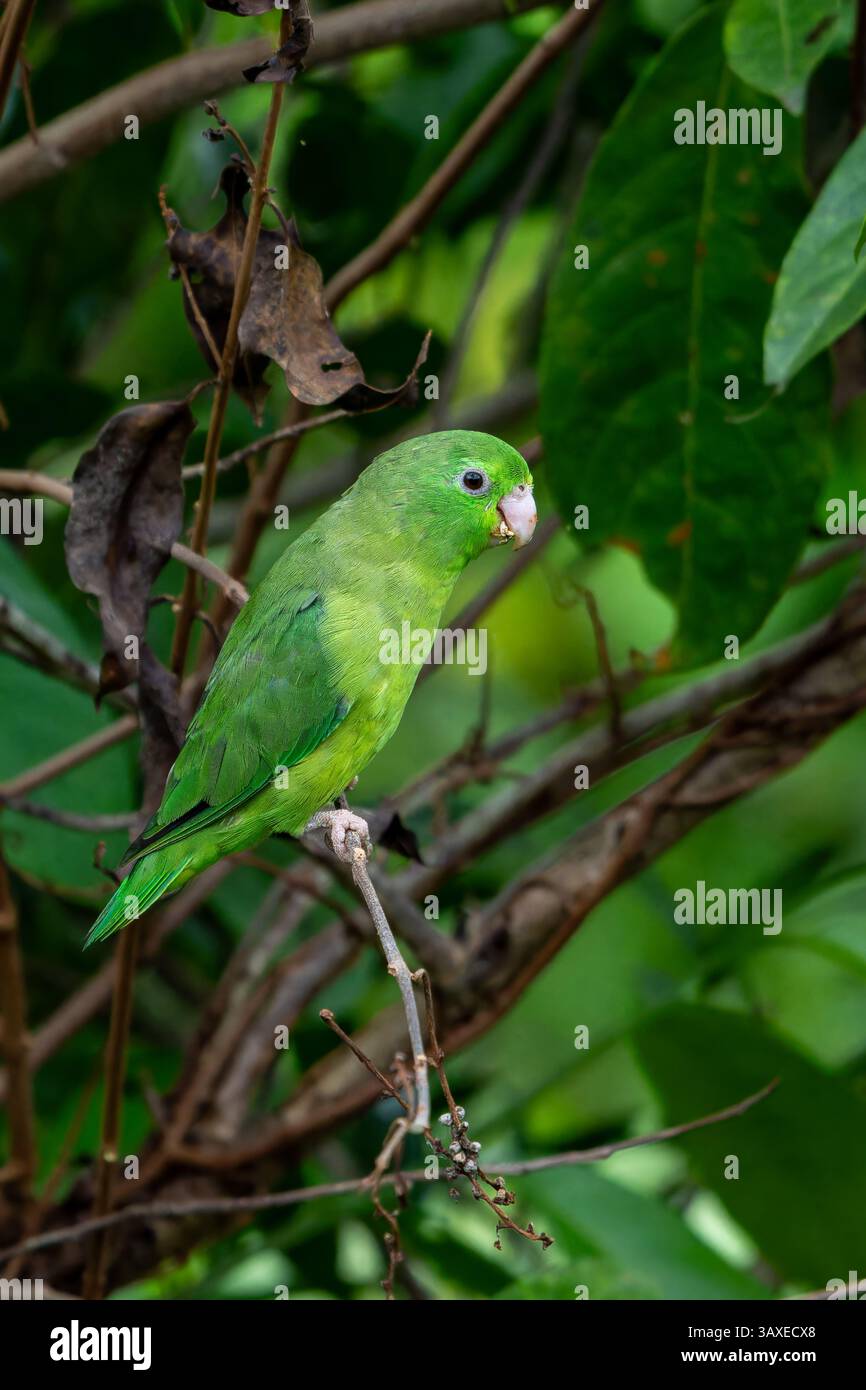 Ein weiblicher Papageienpapageienvogel, Forpus conspicillatus, thront im Sonso Lagoon Nature Reserve in Kolumbien. Stockfoto
