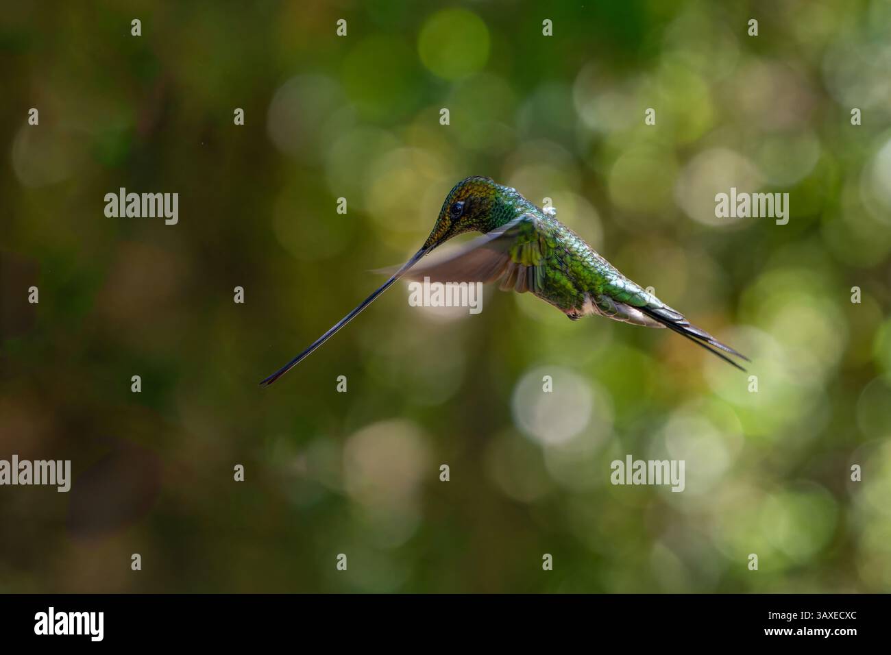 Ein Schwertschuller Kolibri, Ensifera ensifera, im Flug im Hochland des westlichen Kolumbiens. Stockfoto