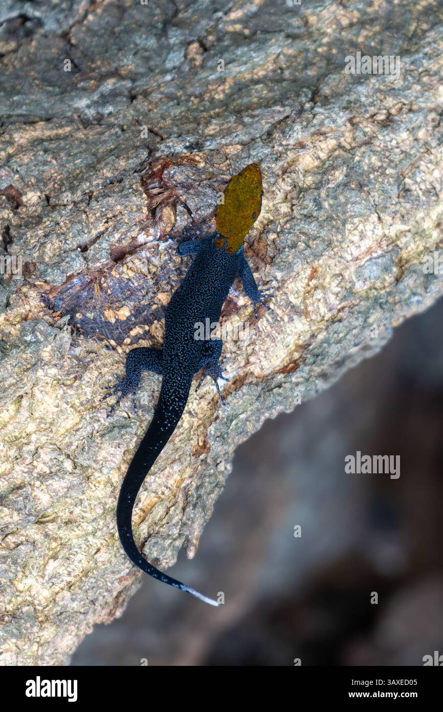 Ein männlicher gelbköpfiger Gecko - Gonatodes albogularis, auf einem Baumstamm im Sonso Lagoon Nature Reserve in Kolumbien. Stockfoto