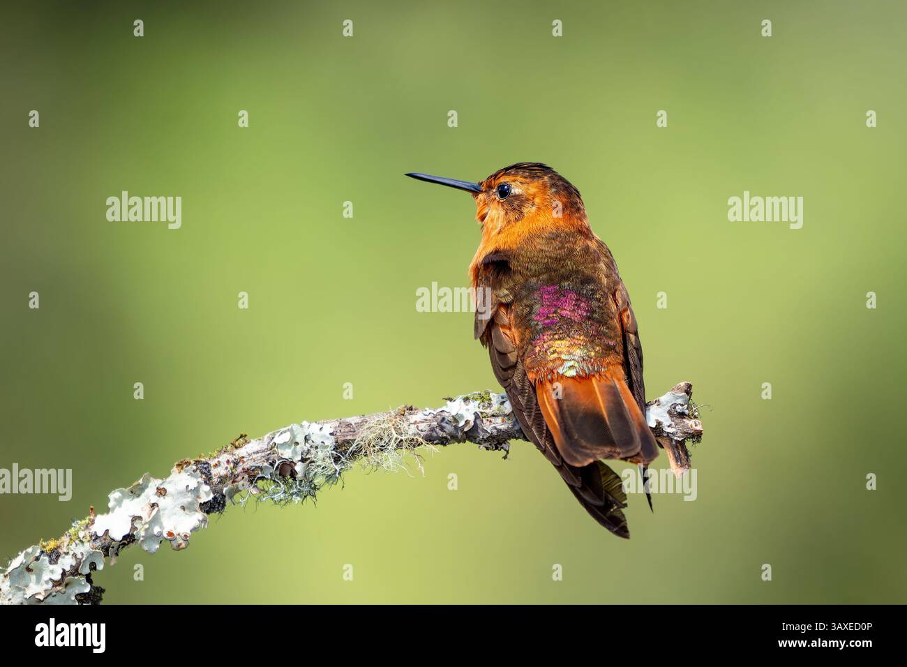 Der schimmernde Rücken eines Shining Sunbeam Kolibri, der auf einem Ast im Hochland Kolumbiens thront. Stockfoto
