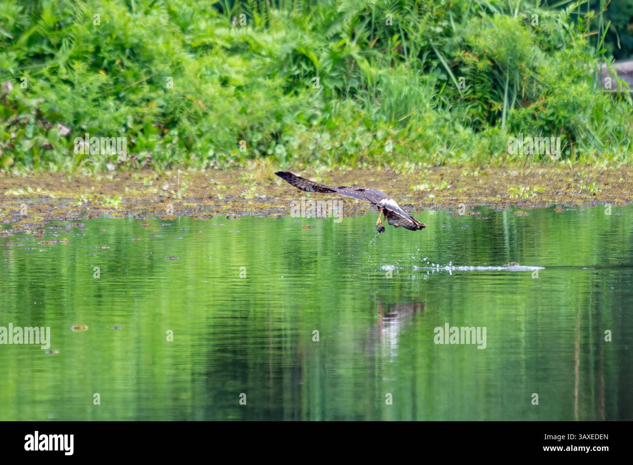 Ein Schneckendrachen schnappt sich eine Apfelschnecke aus dem Wasser im Sonso Lagoon Nature Reserve in Kolumbien. Stockfoto