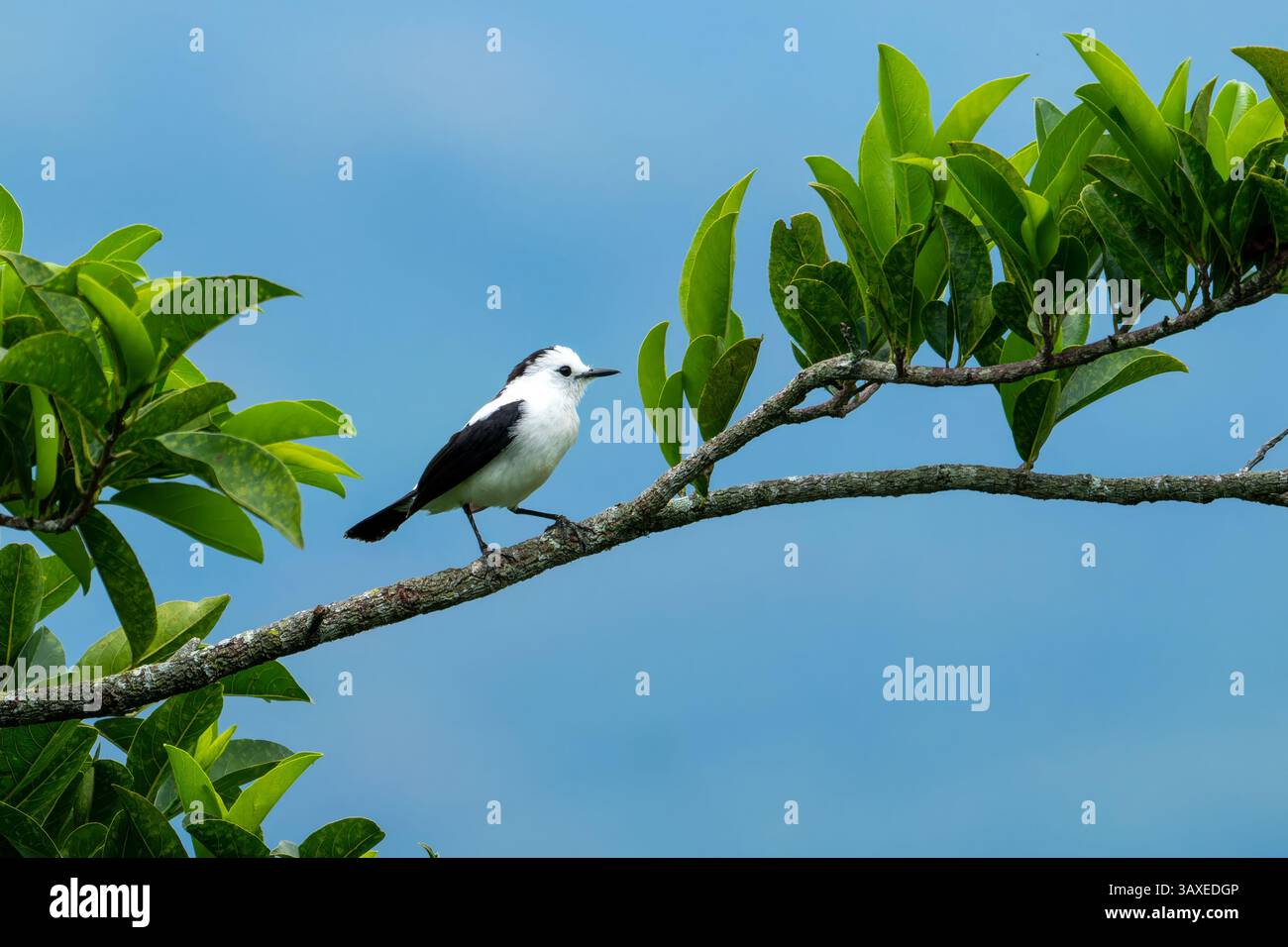 Ein Rattenwassertyrann, Fluvicola pica, thront auf einem Baum im Sonso Lagoon Nature Reserve in Kolumbien. Stockfoto